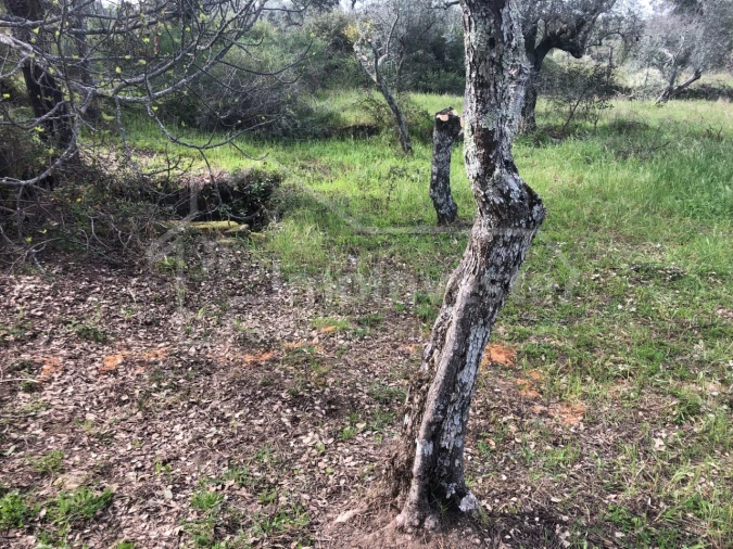 Terreno Agricola ou Rústico para Venda em Tinalhas Foto 9