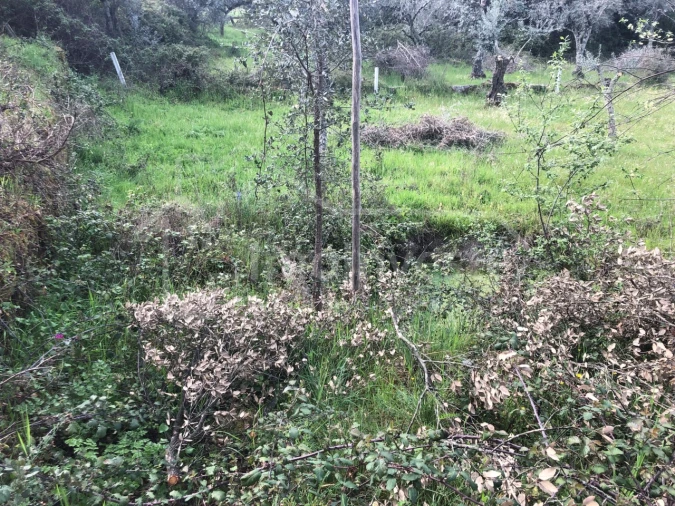 Terreno Agricola ou Rústico para Venda em Tinalhas Foto 10