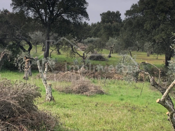 Terreno Agricola ou Rústico para Venda em Tinalhas Foto 3