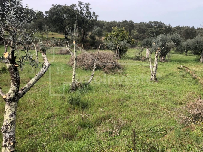 Terreno Agricola ou Rústico para Venda em Tinalhas Foto 1