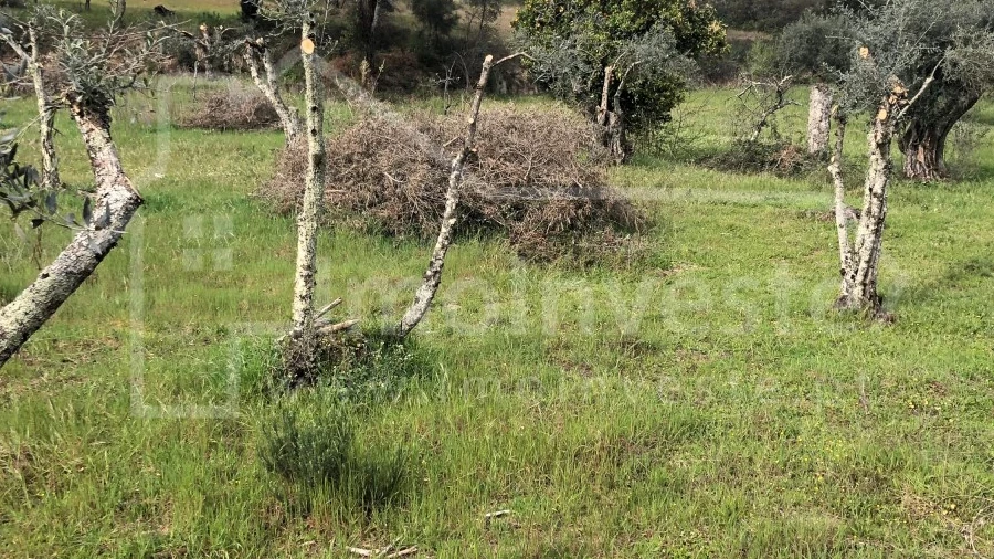 Terreno Agricola ou Rústico para Venda em Tinalhas