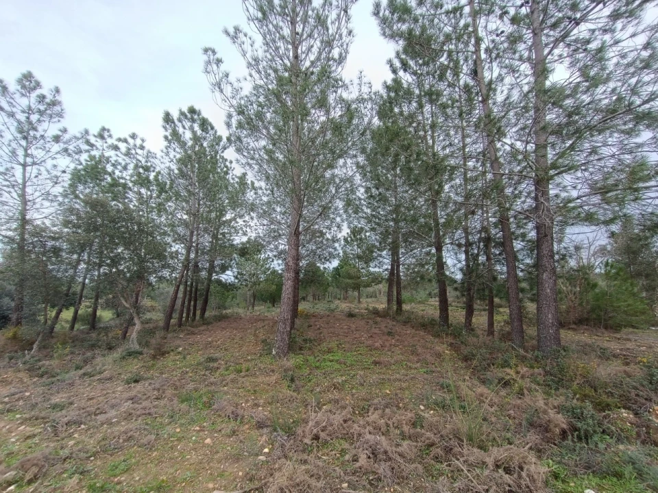 Quinta para Venda em Bemposta Foto 8