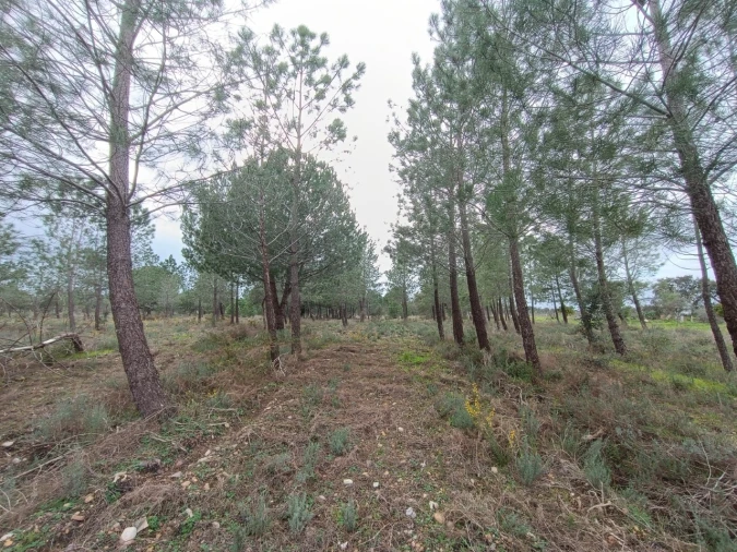 Quinta para Venda em Bemposta Foto 5