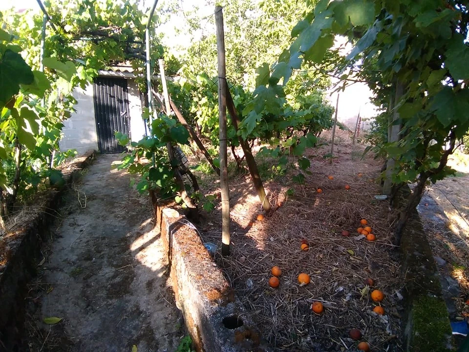 Terreno para Venda em Sardoal Foto 4