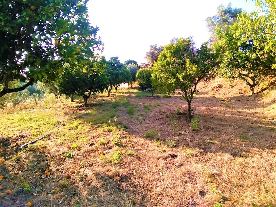 Terreno para Venda em Sardoal Foto 1