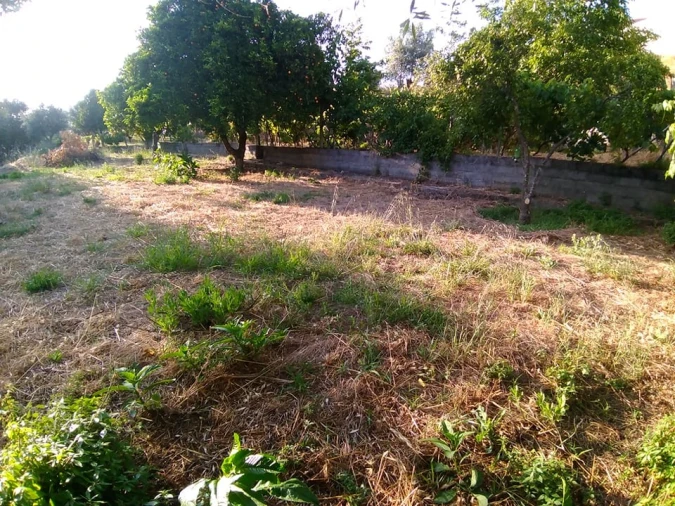 Terreno para Venda em Sardoal Foto 2