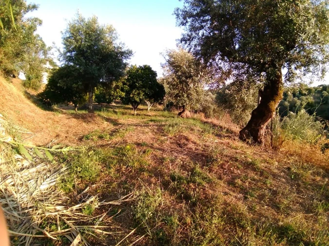 Terreno para Venda em Sardoal Foto 3