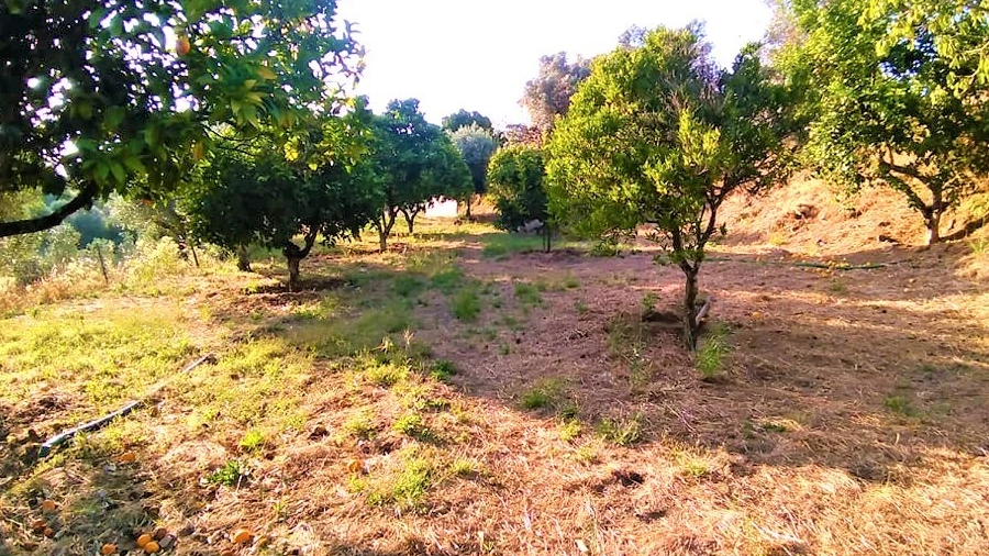 Terreno para Venda em Sardoal