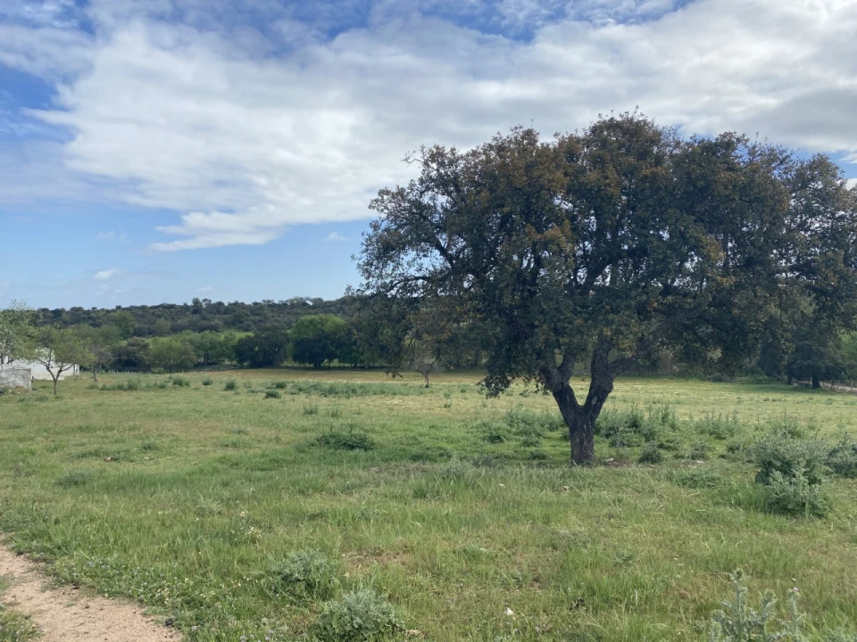 Quinta T5 para Venda em Sousel Foto 41