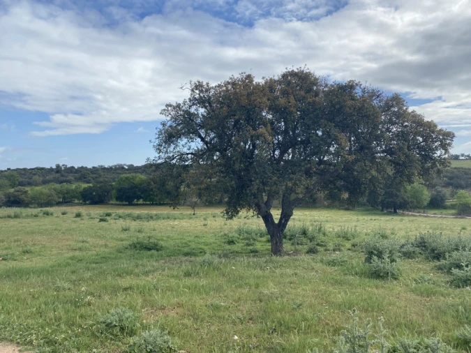 Quinta T5 para Venda em Sousel Foto 39