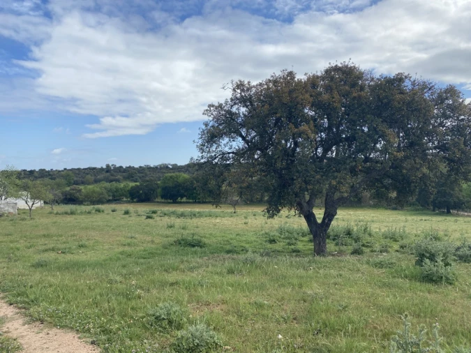 Quinta T5 para Venda em Sousel Foto 41