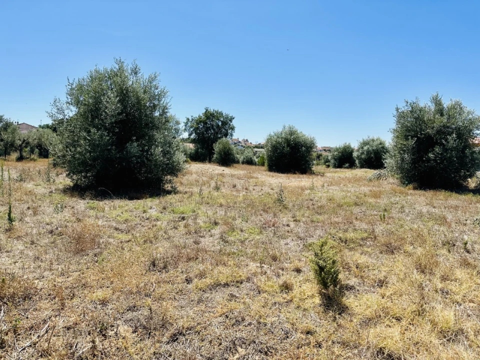 Terreno para Venda em São Miguel do Rio Torto e Rossio Ao Sul do Tejo Foto 4