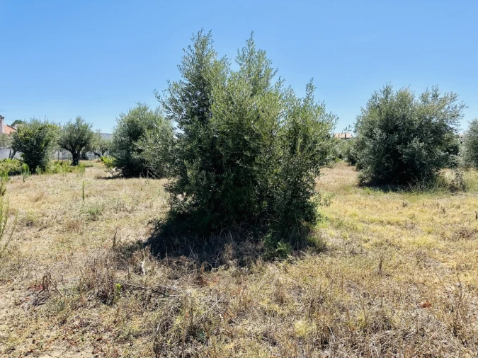 Terreno para Venda em São Miguel do Rio Torto e Rossio Ao Sul do Tejo Foto 3
