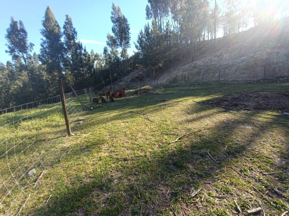 Armazém para Venda em Vila de Rei Foto 22