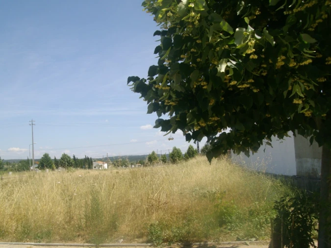 Terreno para Venda em São Miguel do Rio Torto e Rossio Ao Sul do Tejo Foto 5