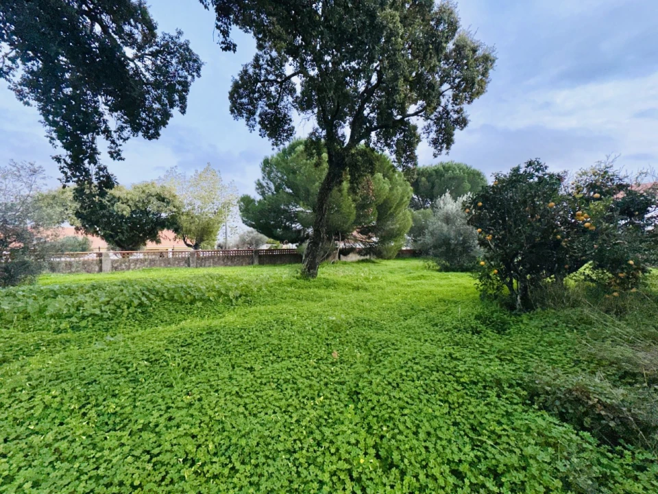 Quinta para Venda em São Miguel do Rio Torto e Rossio Ao Sul do Tejo Foto 23