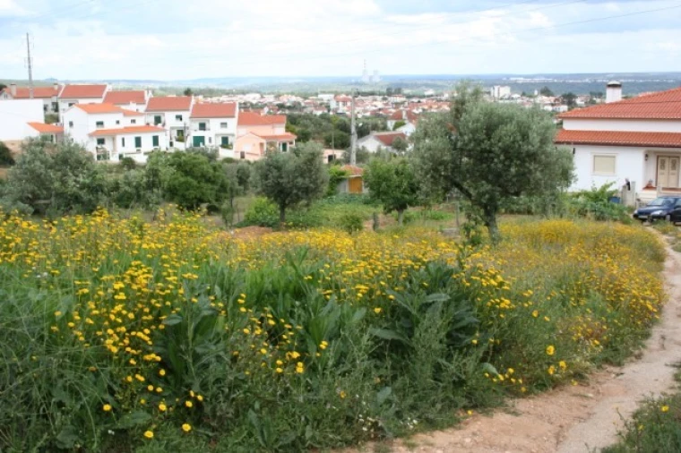 Terreno para Venda em Abrantes (São Vicente e São João) e Alferrarede Foto 2