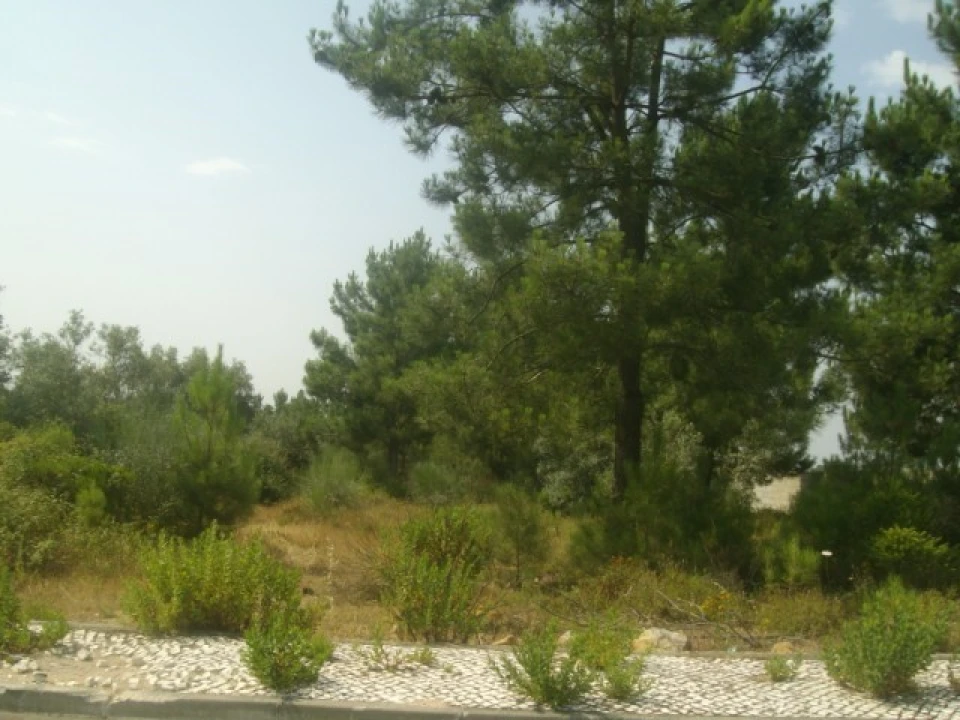 Terreno para Venda em Abrantes (São Vicente e São João) e Alferrarede Foto 1