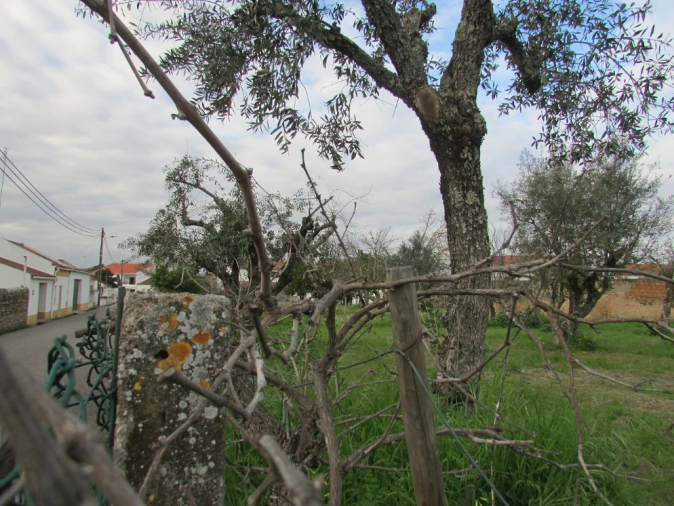 Terreno para Venda em Alvega e Concavada Foto 4