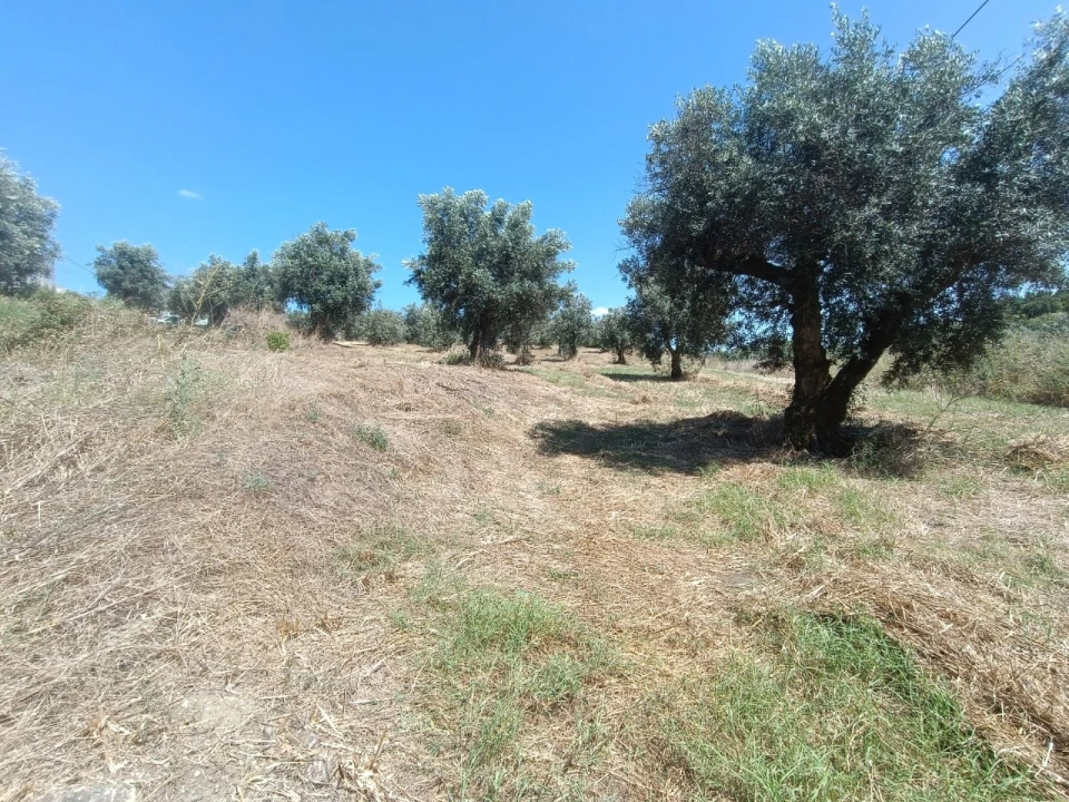Terreno para Venda em Sardoal Foto 2