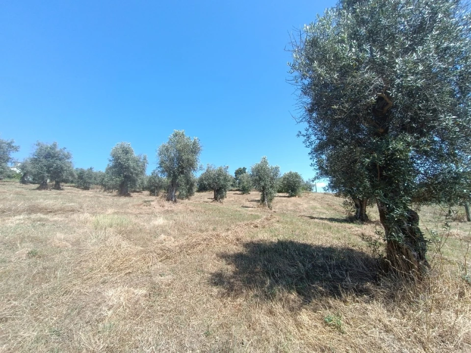 Terreno para Venda em Sardoal Foto 6