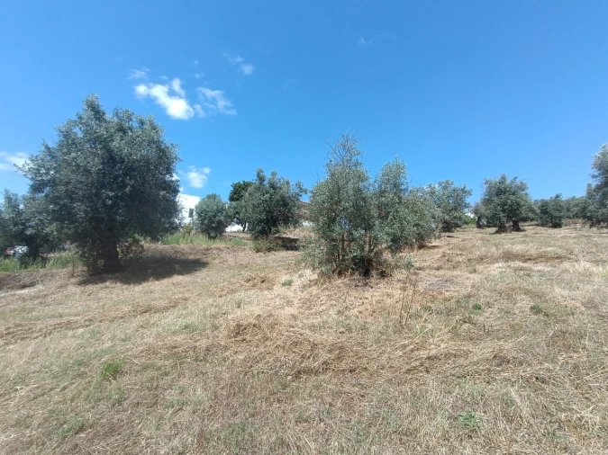 Terreno para Venda em Sardoal Foto 5