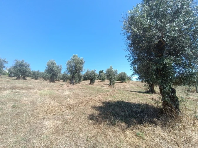 Terreno para Venda em Sardoal Foto 6