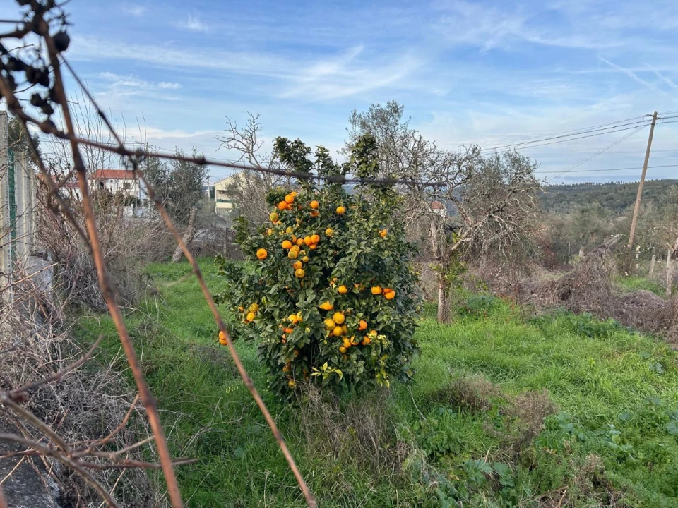 Terreno para Venda em Alvega e Concavada Foto 5