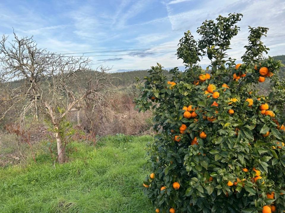 Terreno para Venda em Alvega e Concavada Foto 11