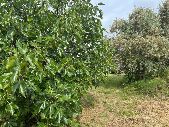 Terreno para Venda em Pego Foto 4