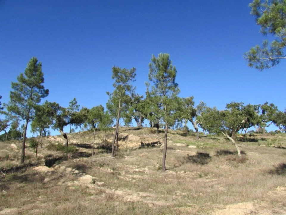 Quinta T5 para Venda em Mora Foto 33