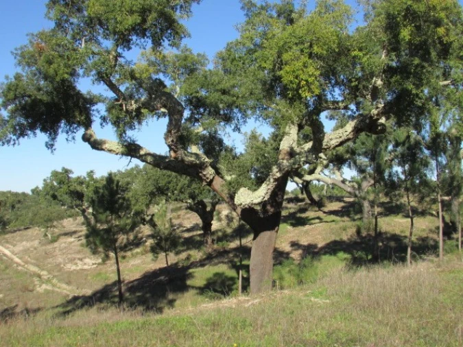 Quinta T5 para Venda em Mora Foto 6