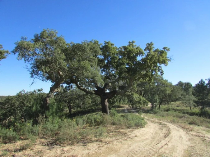 Quinta T5 para Venda em Mora Foto 23
