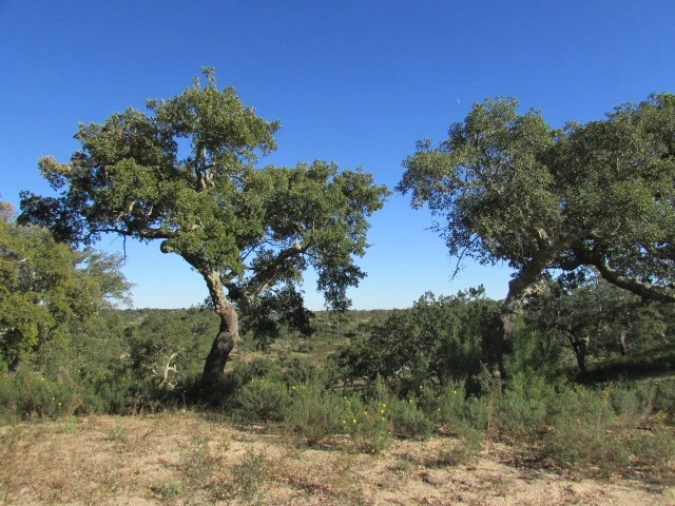 Quinta T5 para Venda em Mora Foto 24