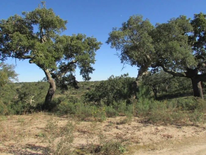 Quinta T5 para Venda em Mora Foto 25
