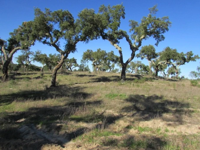 Quinta T5 para Venda em Mora Foto 37