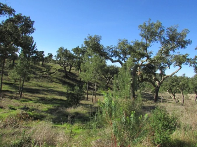 Quinta T5 para Venda em Mora Foto 38