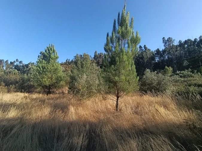 Terreno Agricola ou Rústico para Venda em Alcaravela Foto 1