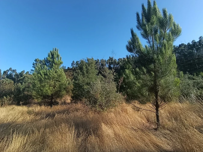 Terreno Agricola ou Rústico para Venda em Alcaravela Foto 3