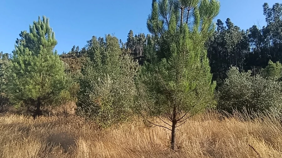Terreno Agricola ou Rústico para Venda em Alcaravela