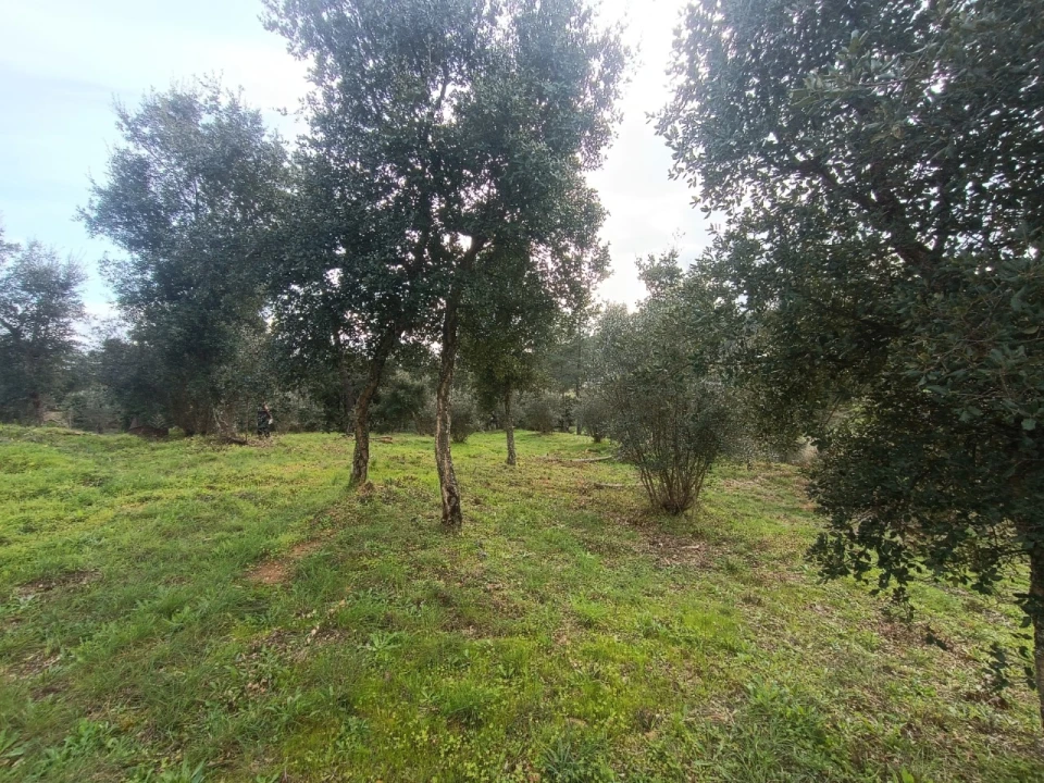 Quinta T3 para Venda em Santiago de Montalegre Foto 27