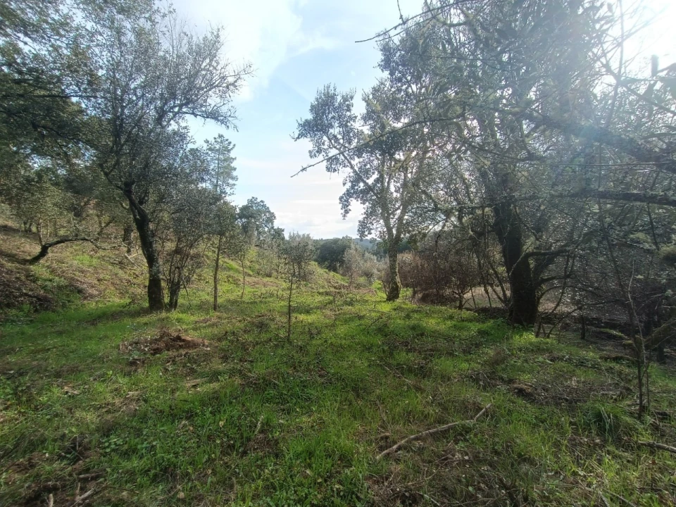Quinta T3 para Venda em Santiago de Montalegre Foto 35