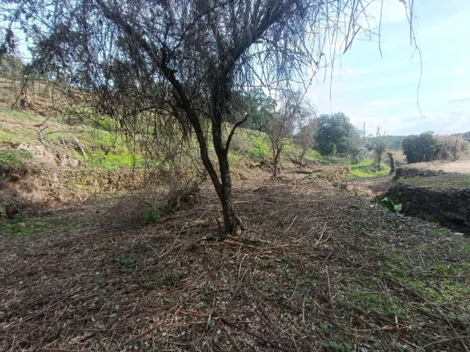 Quinta T3 para Venda em Santiago de Montalegre Foto 37