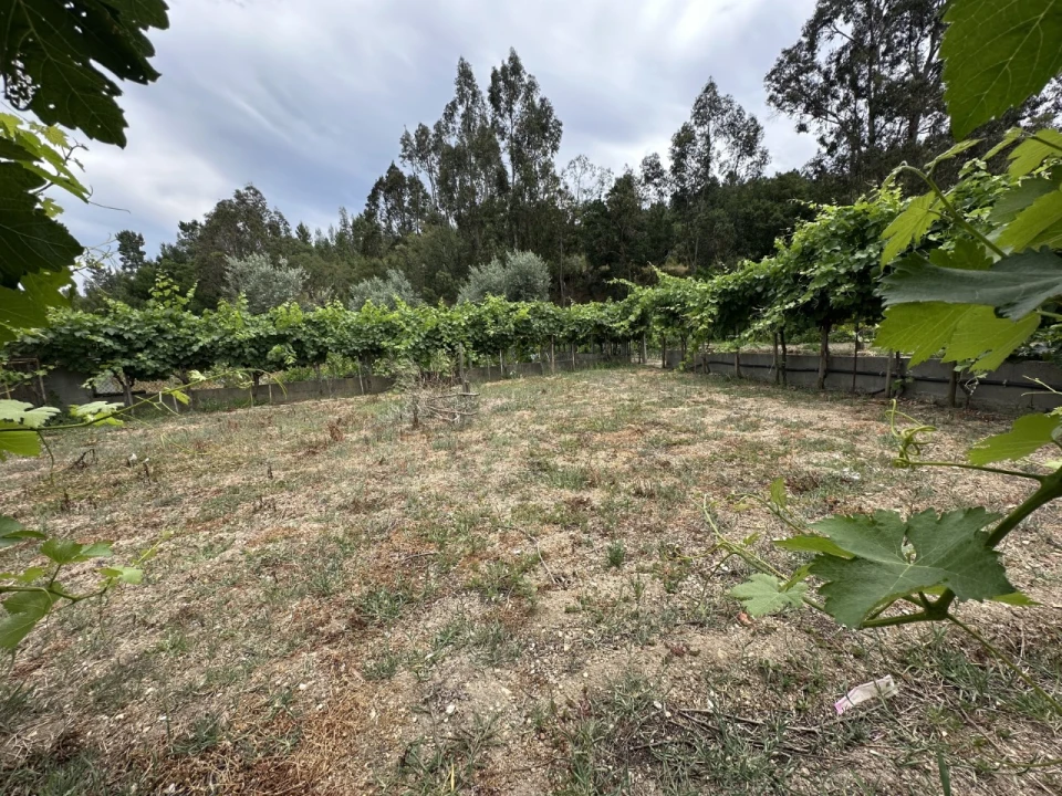 Quinta para Venda em Alvega e Concavada Foto 9