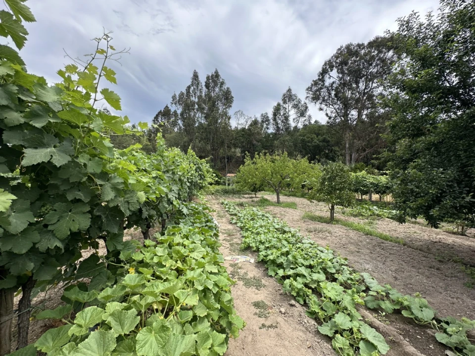 Quinta para Venda em Alvega e Concavada Foto 10