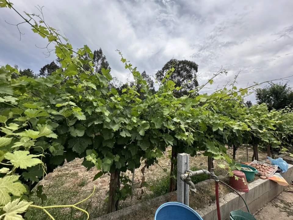 Quinta para Venda em Alvega e Concavada Foto 15