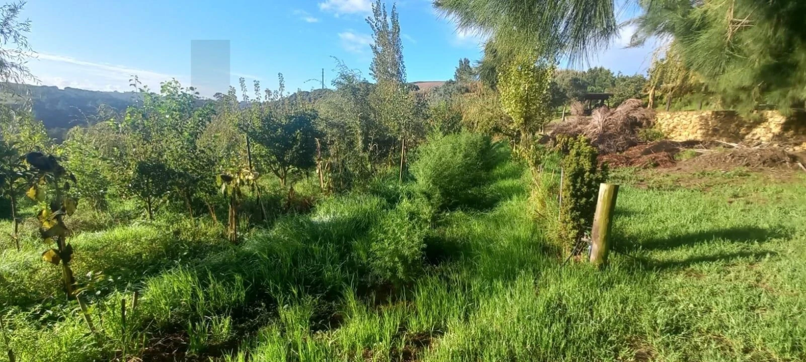 Terreno para Venda em Santo Isidoro Foto 18