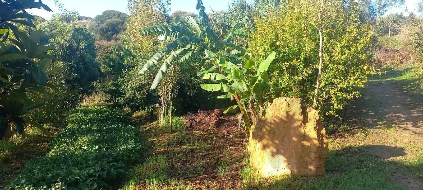 Terreno para Venda em Santo Isidoro Foto 21