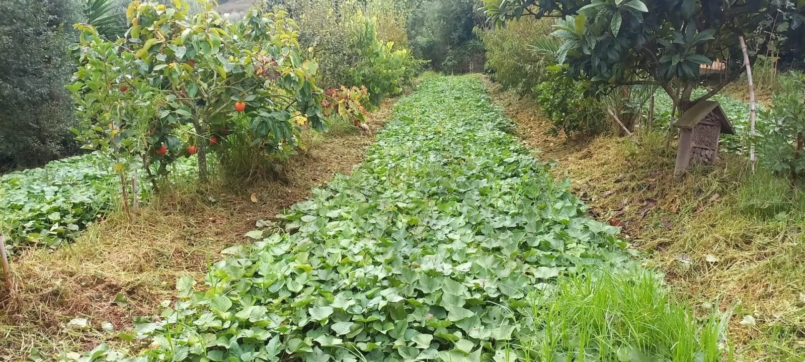 Terreno para Venda em Santo Isidoro Foto 23