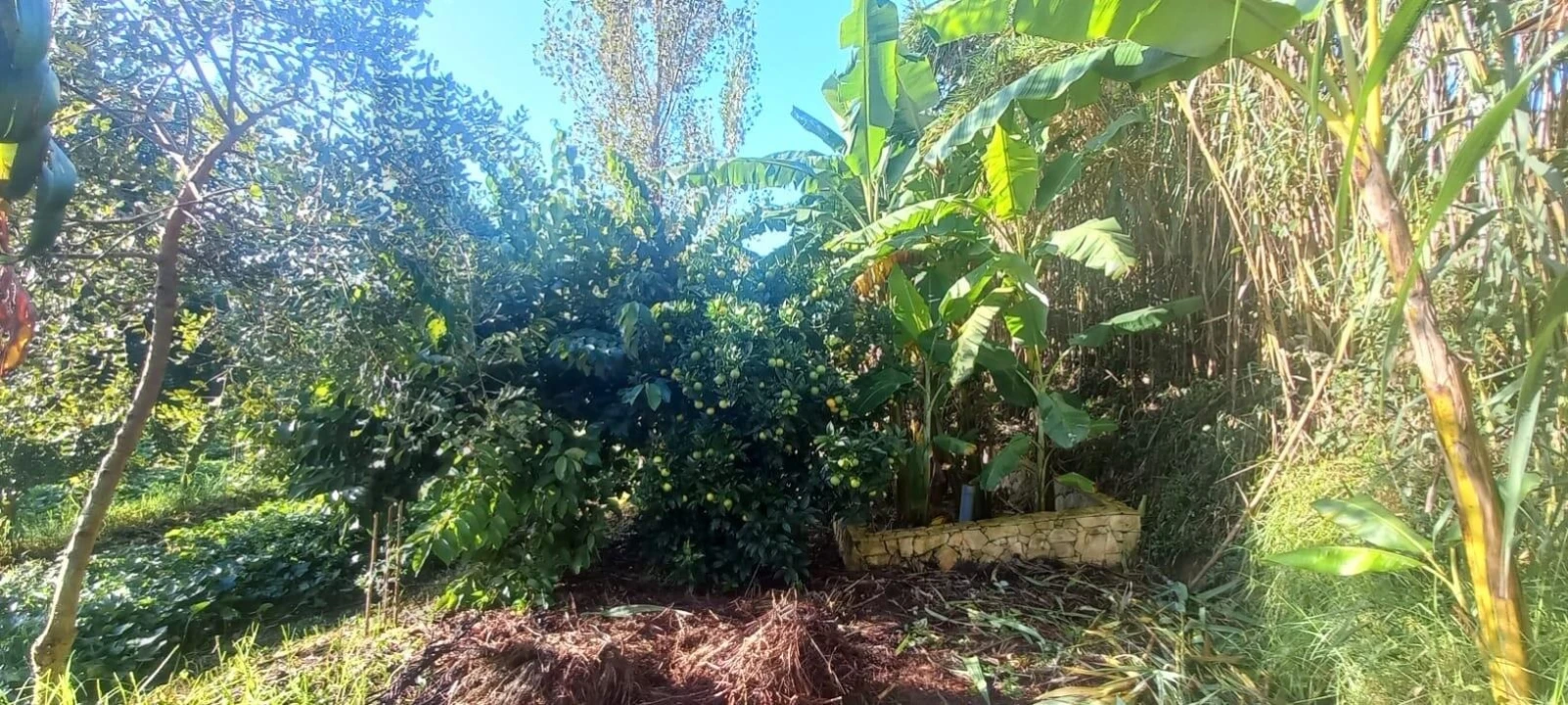 Terreno para Venda em Santo Isidoro Foto 16